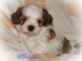 Bezaubernde Shih Tzu Mixies