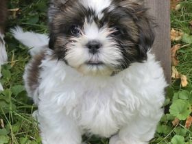 Bezaubernde Shih Tzu Mixies