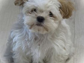 Bezaubernde Shih Tzu Mixies