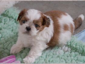 Bezaubernde Shih Tzu Mixies