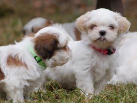 Bezaubernde Shih Tzu Mixies