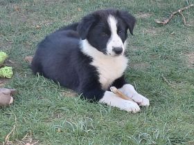 Reinrassige Border Collies Welpen