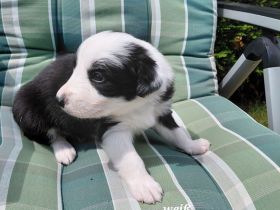 Reinrassige Border Collies Welpen