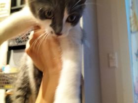BLH Mischung Kitten russische sibirische Kätzchen