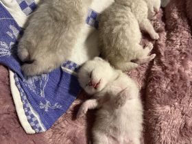 Britisch-Kurzhaar Kitten
