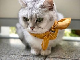 Britisch Kurzhaar Kitten