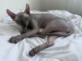 Sphynx Elf Kitten