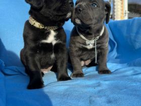 **Reinrassige Cane Corso Welpen mit Ahnentafel abzugeben