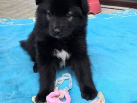 Flauschige Herzenbrecher: Eurasier - Samojede Welpen in liebevolle Hände abzugeben