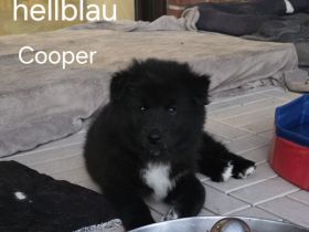 Flauschige Herzenbrecher: Eurasier - Samojede Welpen in liebevolle Hände ab dem 25.07.2026 abzugeben