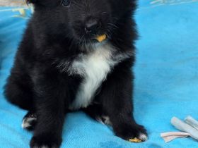 Flauschige Herzenbrecher: Eurasier - Samojede Welpen in liebevolle Hände abzugeben