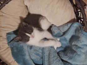 Katzenkitten