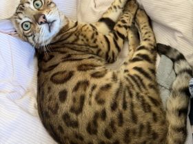 Bengalkatze