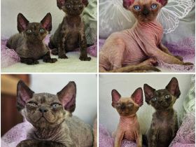 Devon rex Kätzchen mit papieren