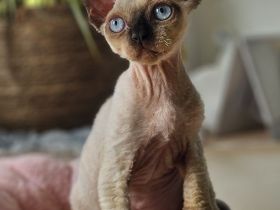 Devon rex Kätzchen mit papieren
