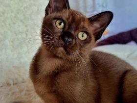 Burma Kitten zu verkaufen