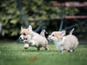 Welsh Corgi Welpen in liebevolle Hände abzugeben