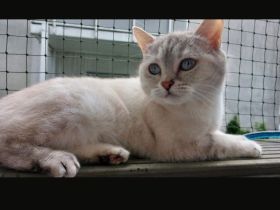 Zuhause gesucht