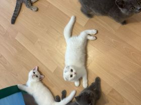 Süße Katzenbabys suchen liebevolles Zuhause