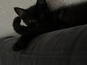 Kitten
