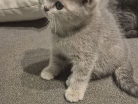 BKH Kitten