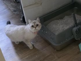 BKH Katze weiß