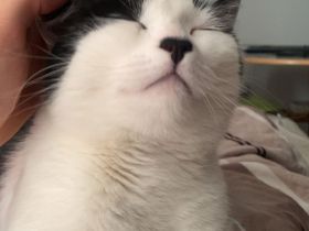 Liebevoller EKH-Kater (5-6 J.) sucht ruhiges Zuhause als Einzelprinz