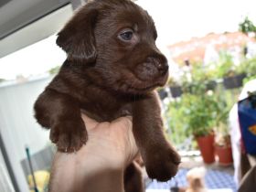 Labrador Welpen Snowlinie