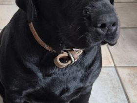Labrador