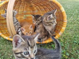 Süße Katzenbabys abzugeben