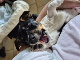 Niedliche Jack Russel Welpen