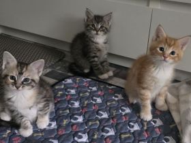 MAINE-COON MIX Kitten- 3 Herzensbrecher suchen ein Zuhause