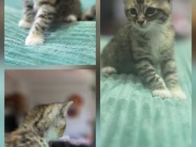 MAINE-COON MIX Kitten- 3 Herzensbrecher suchen ein Zuhause