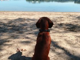 Milow sucht ein verantwortungsvolles Zuhause