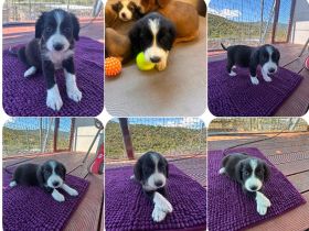 5 süße Welpen (Nala,  Abby, Val, Laura, Aleko) suchen ein Zuhause
