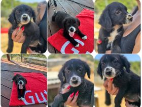 8 süße Welpen (Liv, Nala, Zoe, Abby, Bettie, Val, Laura, Aleko) suchen ein Zuhause