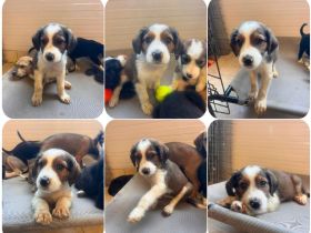 5 süße Welpen (Nala,  Abby, Val, Laura, Aleko) suchen ein Zuhause