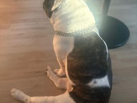 Französische Bulldoggen Rüden