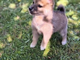 Pomsky Inu Welpen (Pomsky * Shiba Inu)