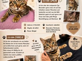 Bengal Kater