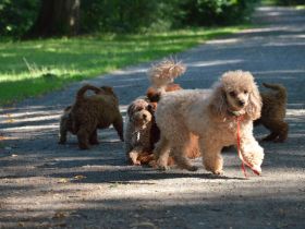 🐾 Wunderschöner Zwergpudel Rüde mit Stammbaum in kräftigem Mahagoni-Rot sucht seine Familie ❤️