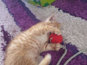 Babykatzen suchen neue Zuhause