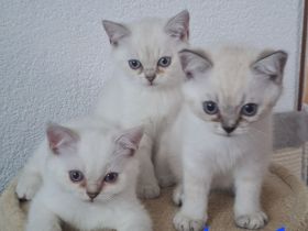 BKH silver shaded Kitten abzugeben ab sofort