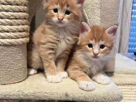 super sozialisierte reinrassige  Maine Coon Kitten