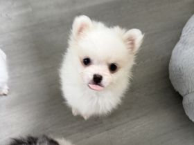 Zwergspitz Pomeranian suchen zuhause