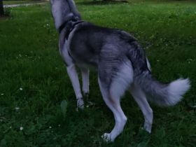 Siberian Husky Hündin, geboren am 12.09.2025, mit EU-Heimtierausweis