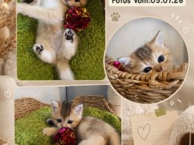 2. bildhübsche Britisch Kurzhaar Kitten