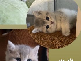 4. zuckersüße Britisch Kurzhaar Kitten