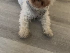 Bichon Frise Rüde