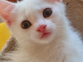 Kitten, weiß, BKH suchen liebevolles Zuhause